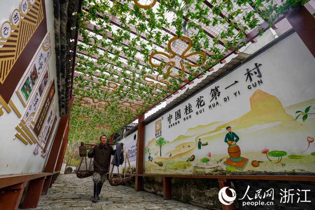 求购桂花树，求购桂花树50公分（自有秋香三万斛）