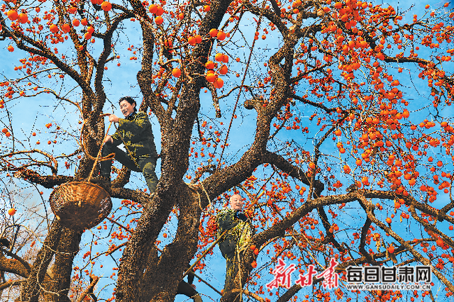 柿子图片，村民们正忙着采摘成熟的柿子（玄关图案大全）