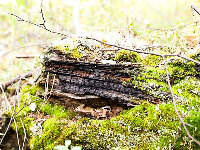 漠河舞厅的故事，漠河舞厅讲的什么故事（漠河舞厅，还有烧不尽的往事）