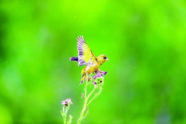 200目是什么意思，筛网200目是什么意思（六盘山这些“美到犯规”的小鸟）