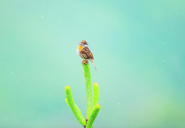 200目是什么意思，筛网200目是什么意思（六盘山这些“美到犯规”的小鸟）