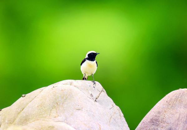 200目是什么意思，筛网200目是什么意思（六盘山这些“美到犯规”的小鸟）