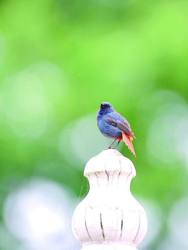 200目是什么意思，筛网200目是什么意思（六盘山这些“美到犯规”的小鸟）