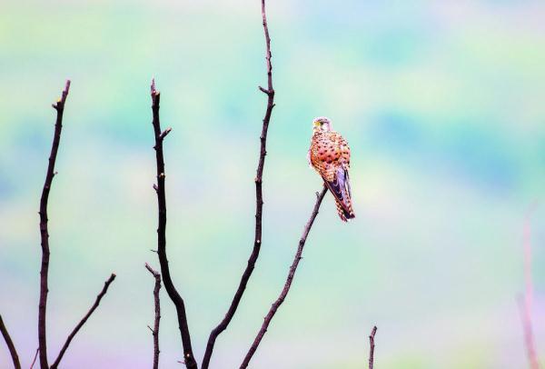 200目是什么意思，筛网200目是什么意思（六盘山这些“美到犯规”的小鸟）