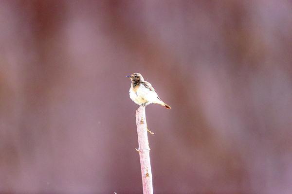 200目是什么意思，筛网200目是什么意思（六盘山这些“美到犯规”的小鸟）