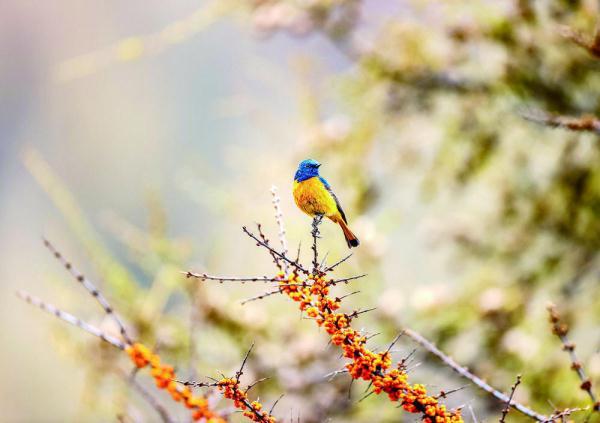 200目是什么意思，筛网200目是什么意思（六盘山这些“美到犯规”的小鸟）