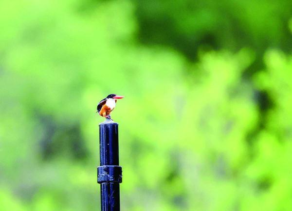 200目是什么意思，筛网200目是什么意思（六盘山这些“美到犯规”的小鸟）