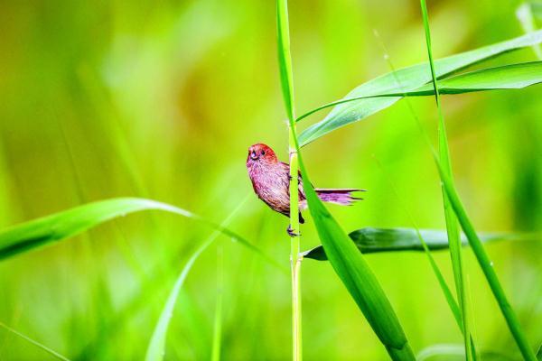 200目是什么意思，筛网200目是什么意思（六盘山这些“美到犯规”的小鸟）