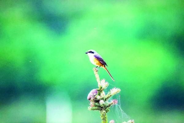 200目是什么意思，筛网200目是什么意思（六盘山这些“美到犯规”的小鸟）