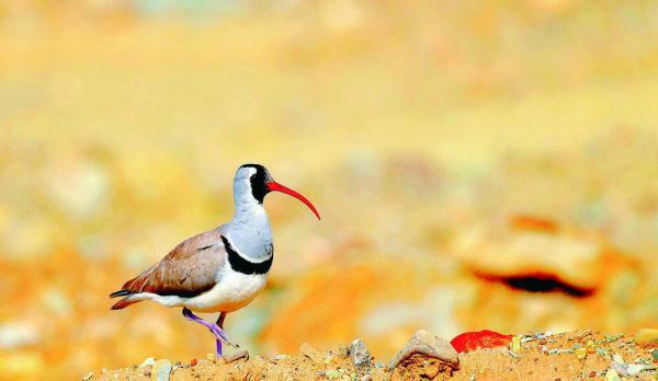 200目是什么意思，筛网200目是什么意思（六盘山这些“美到犯规”的小鸟）