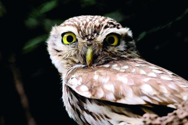 200目是什么意思，筛网200目是什么意思（六盘山这些“美到犯规”的小鸟）