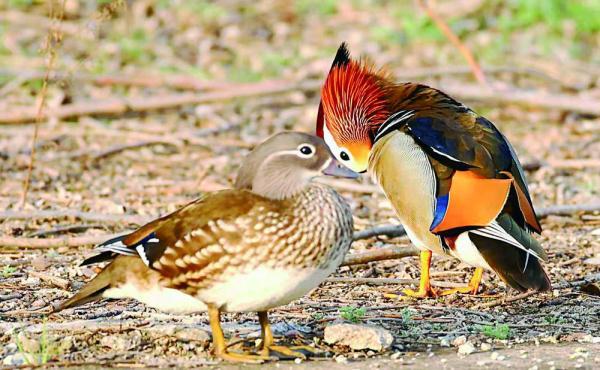 200目是什么意思，筛网200目是什么意思（六盘山这些“美到犯规”的小鸟）