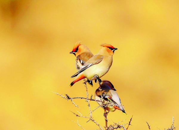 200目是什么意思，筛网200目是什么意思（六盘山这些“美到犯规”的小鸟）