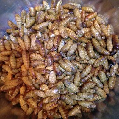 蚕蛹的做法大全，蚕蛹最简单最好吃做法（经济实惠的下酒神器《干炸小蚕蛹》）