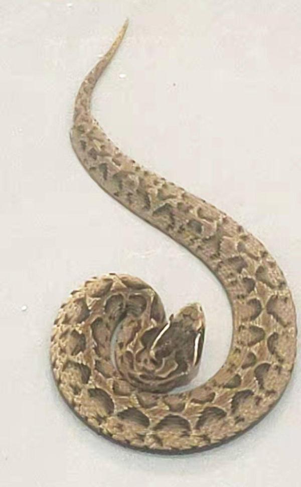 黑色的蛇是什么蛇，全身黑色的蛇是什么蛇（立冬有段时间了）