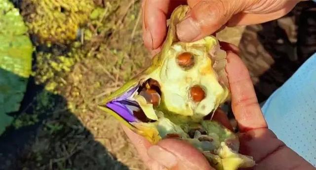 阜阳在哪个省哪个市，阜阳是哪个省市哪个县（180分钟！发现阜阳之美）