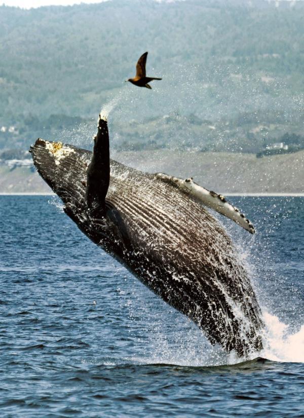 11月21日确定为世界什么日，1996年12月18日，第51届联合国大会通过决议，将首届世界电视论坛召开的日子11月21日确定为“（世界问候日，打个招呼吧）