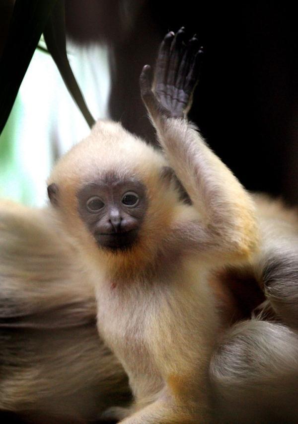 11月21日确定为世界什么日，1996年12月18日，第51届联合国大会通过决议，将首届世界电视论坛召开的日子11月21日确定为“（世界问候日，打个招呼吧）