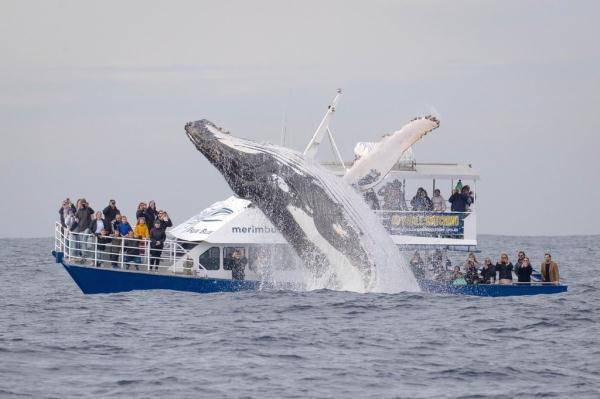 11月21日确定为世界什么日，1996年12月18日，第51届联合国大会通过决议，将首届世界电视论坛召开的日子11月21日确定为“（世界问候日，打个招呼吧）