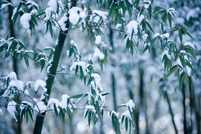 小雪是什么时候2021 二十四节气之小雪的由来与含义，小雪是什么时候2021（小雪：总有一场雪，为你而来）