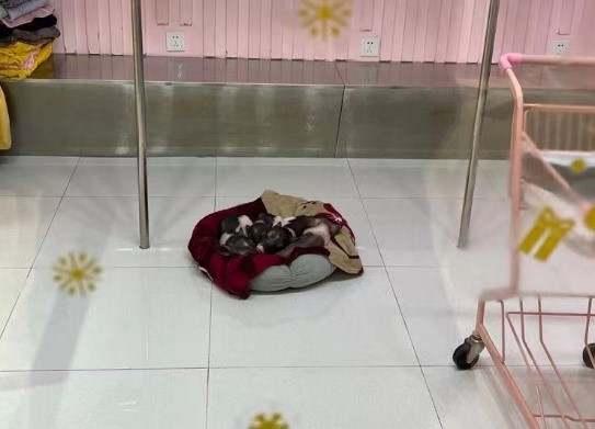 伊纳宝，毛孩子的东西买了一大堆（伊纳宝猫条价格）