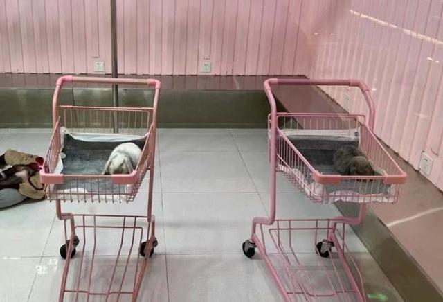 伊纳宝，毛孩子的东西买了一大堆（伊纳宝猫条价格）