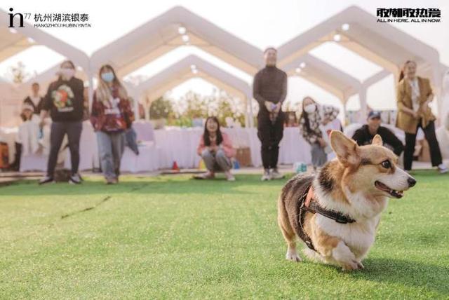 伊纳宝，毛孩子的东西买了一大堆（伊纳宝猫条价格）