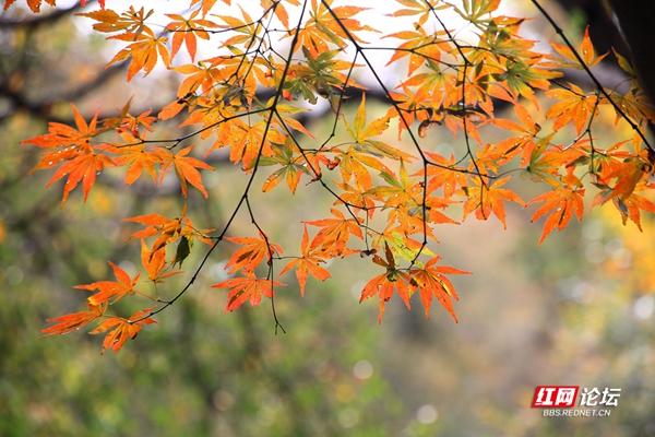 湖南岳麓山有什么亭，湖南长沙岳麓山上的什么亭（趁着天气好再看看最美的爱晚亭）