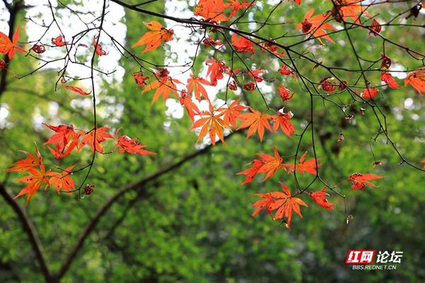 湖南岳麓山有什么亭，湖南长沙岳麓山上的什么亭（趁着天气好再看看最美的爱晚亭）