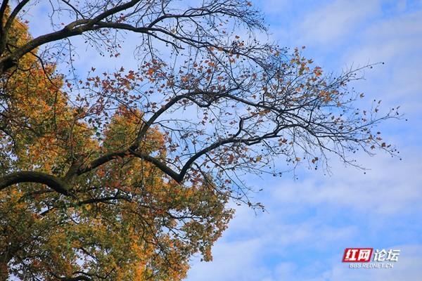 湖南岳麓山有什么亭，湖南长沙岳麓山上的什么亭（趁着天气好再看看最美的爱晚亭）