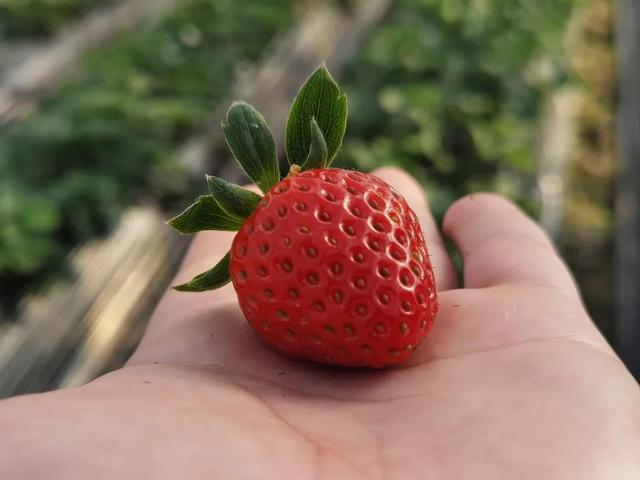 草莓上市的季节是几月，草莓季节是几月份（预计12月中下旬大量上市）