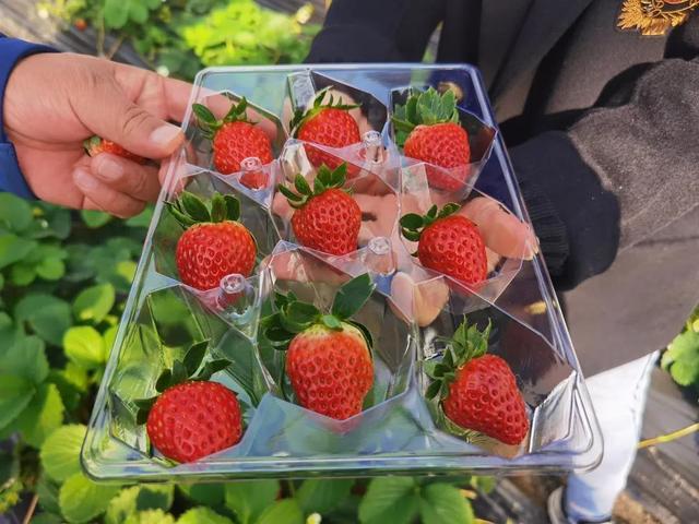 草莓上市的季节是几月，草莓季节是几月份（预计12月中下旬大量上市）