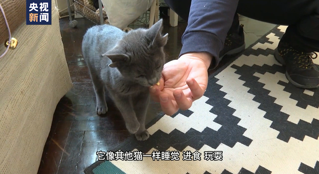 土耳其四耳猫猫在网上走红，土耳其的流浪猫（土耳其四耳小猫萌翻网络）