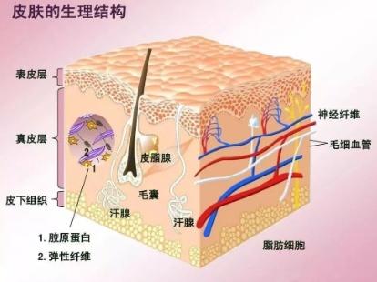 早c晚a什么意思，早c晚a是什么梗（时下流行的“早C晚A”）