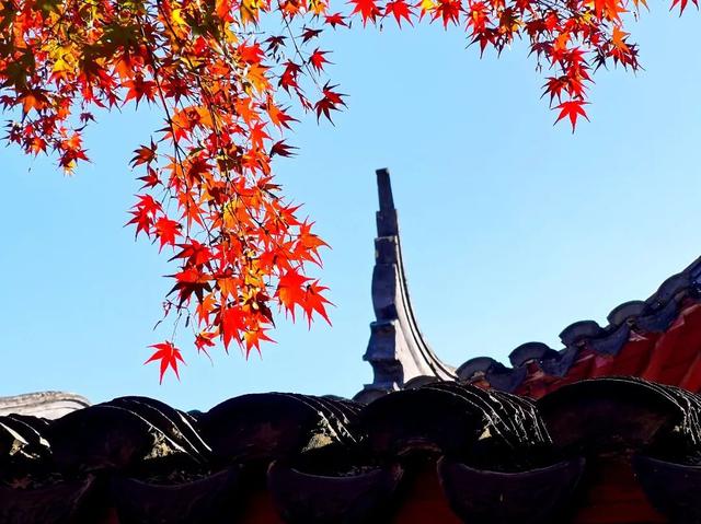 枫叶红了补充句子后面写什么，枫叶红得什么补充句子（有一种美，叫枫叶红了）