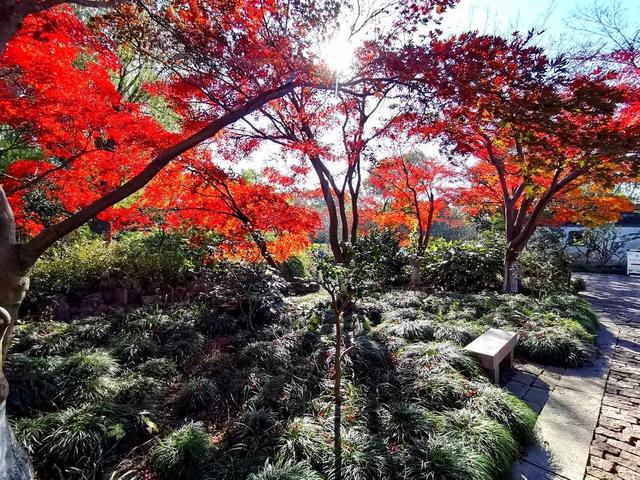 枫叶红了补充句子后面写什么，枫叶红得什么补充句子（有一种美，叫枫叶红了）
