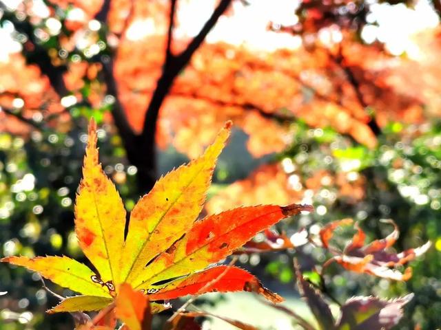 枫叶红了补充句子后面写什么，枫叶红得什么补充句子（有一种美，叫枫叶红了）