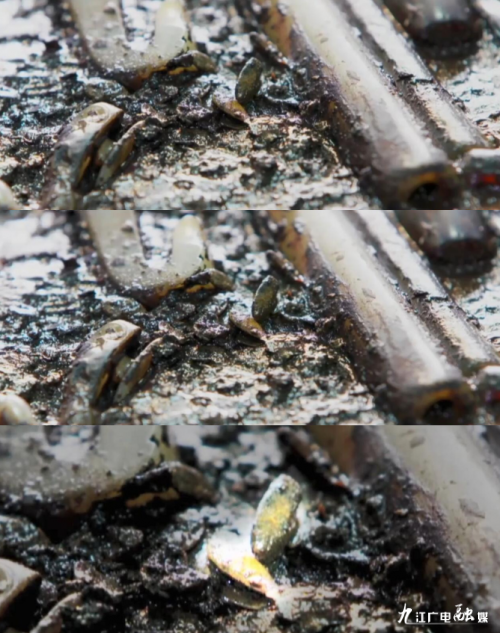 海昏侯墓又有新发现，海昏侯墓新发现性刑具（千年古墓46名少女赤身陪葬）