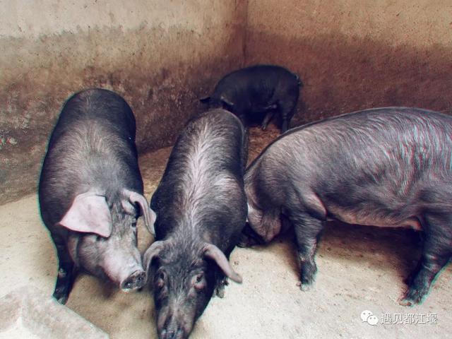 腊肉的做法，怎么少得了那一口咸香美味的老腊肉（腊肉的吃法大全家常菜视频）