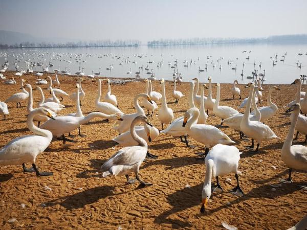 想知道:运城市 从平陆县到芮城县怎么坐车，想知道:运城市（大天鹅如约到黄土高原“度假”）