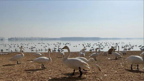 想知道:运城市 从平陆县到芮城县怎么坐车，想知道:运城市（大天鹅如约到黄土高原“度假”）