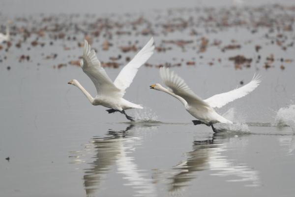 想知道:运城市 从平陆县到芮城县怎么坐车，想知道:运城市（大天鹅如约到黄土高原“度假”）