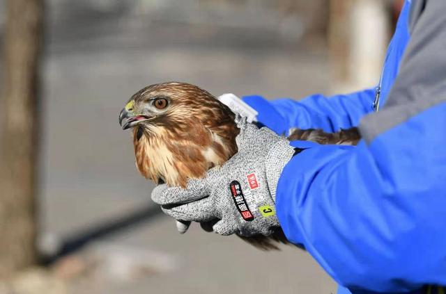 燕窝是怎么形成的，延庆区拥有国家重点保护野生动物95种