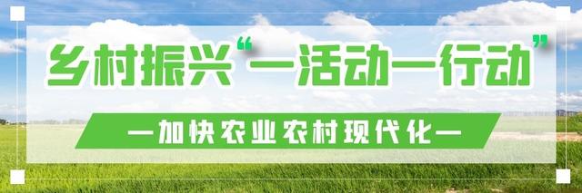 一什么见什么，摇什么见什么四字成语（民乐县南丰镇渠湾村用心用情用力促“一行动一活动”见成效）