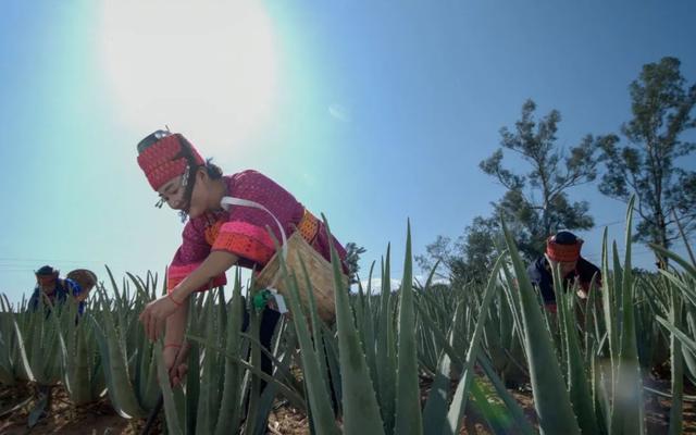 元江芦荟的特点元江芦荟引种，云南元江芦荟（元江这些凭实力出圈土特产邀你来带回家）