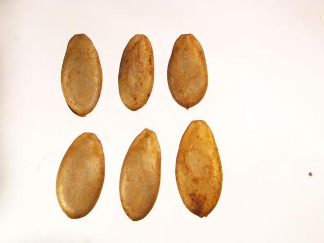 麻核是什么东西，古代麻核是什么（2000年前的海昏侯国先民都种些啥）