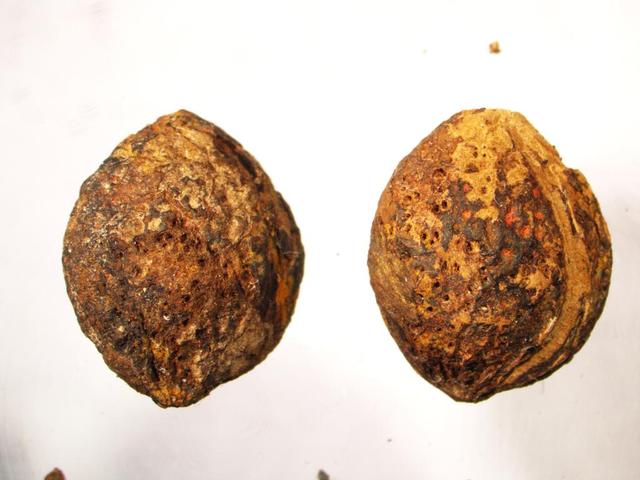 麻核是什么东西，古代麻核是什么（2000年前的海昏侯国先民都种些啥）