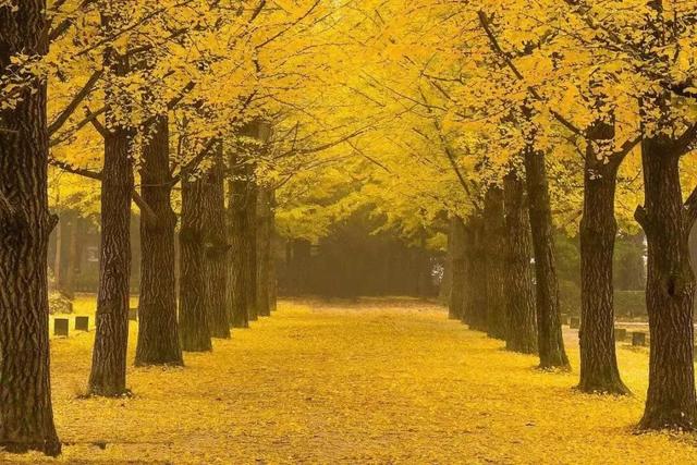 大连市花是什么花，大连的市花市树是什么（我市启动“市树、市花”评选活动）