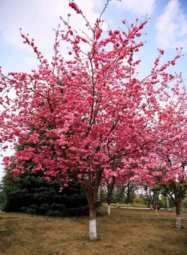 大连市花是什么花，大连的市花市树是什么（我市启动“市树、市花”评选活动）