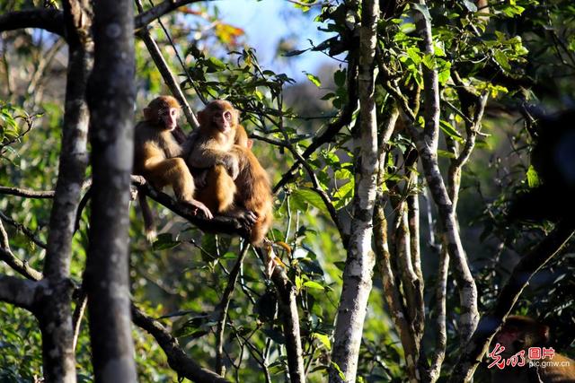 冬天的动物有哪些，冬天到了都有哪些动物过冬（小动物过冬指南）